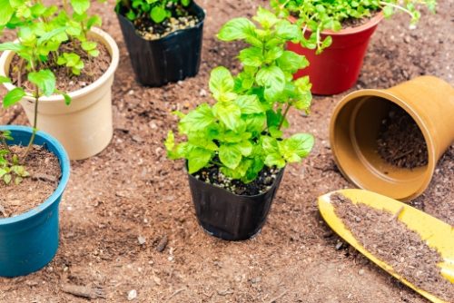 初心者向け 家庭菜園の土作りの基本 石灰 堆肥 肥料など 簡単 家庭菜園の始め方と初心者におすすめグッズ