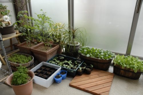 節約できる ベランダ家庭菜園の始め方とおすすめ野菜 簡単 家庭菜園の始め方と初心者におすすめグッズ