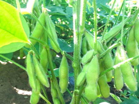 初心者 枝豆の栽培 育て方のコツ 支柱 摘心 水やり 失敗しない害虫対策 簡単 家庭菜園の始め方と初心者におすすめグッズ