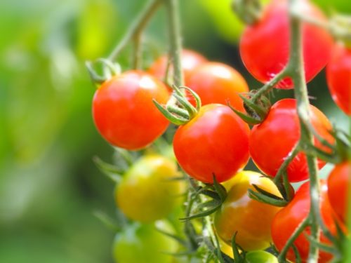 初心者 甘いミニトマト プチトマト の栽培 育て方のコツ 支柱 水やり 摘心 収穫など 簡単 家庭菜園の始め方と初心者におすすめグッズ