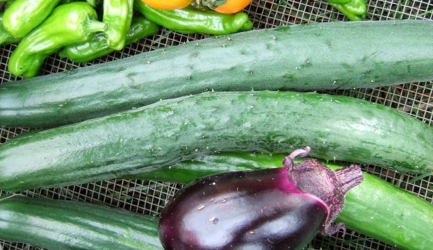 1月に植える野菜【月別リンク集】｜【簡単】家庭菜園の始め方と初心者におすすめグッズ
