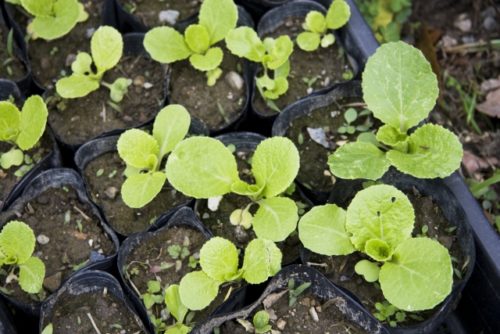 初心者 白菜の育て方のコツ 害虫や巻かない失敗対策やしばる方法 簡単 家庭菜園の始め方と初心者におすすめグッズ