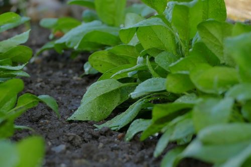初心者 ほうれん草の栽培 育て方のコツ 発芽 育たないときの対処法も 簡単 家庭菜園の始め方と初心者におすすめグッズ