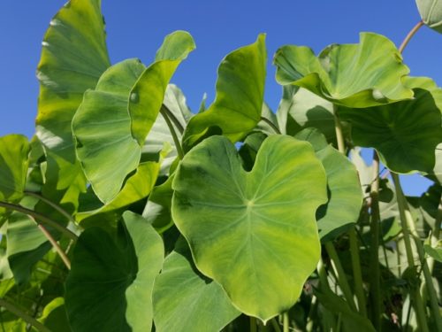 初心者 里芋の栽培 育て方のコツ 芽出し 失敗しないコツ 簡単 家庭菜園の始め方と初心者におすすめグッズ