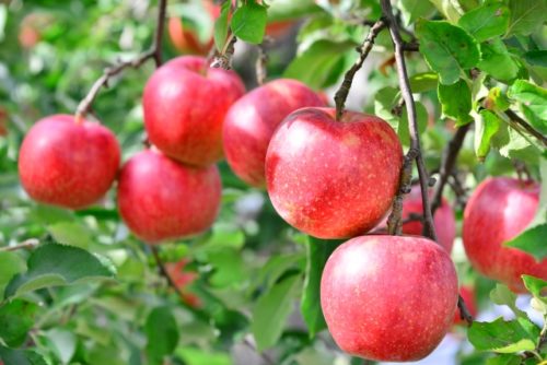 初心者 りんごの育て方 栽培 病害虫対策 剪定 摘果など 簡単 家庭菜園の始め方と初心者におすすめグッズ