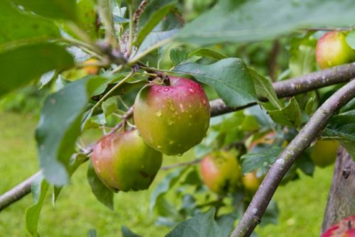 初心者 りんごの育て方 栽培 病害虫対策 剪定 摘果など 簡単 家庭菜園の始め方と初心者におすすめグッズ
