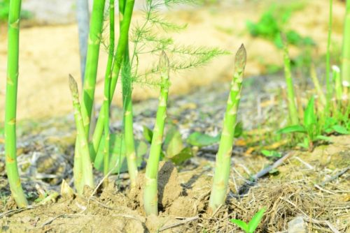 初心者向け アスパラガスの育て方 栽培を簡単に 簡単 家庭菜園の始め方と初心者におすすめグッズ