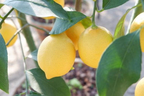 初心者 レモンの栽培 育て方 肥料 剪定 摘果など 簡単 家庭菜園の始め方と初心者におすすめグッズ