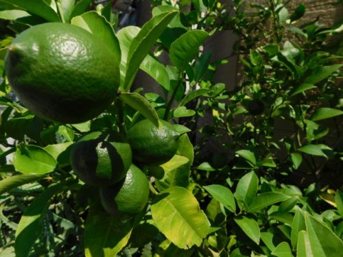 初心者 レモンの栽培 育て方 肥料 剪定 摘果など 簡単 家庭菜園の始め方と初心者におすすめグッズ
