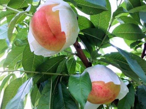 初心者 桃の栽培 育て方のコツ 剪定 摘果 病害虫対策など 簡単 家庭菜園の始め方と初心者におすすめグッズ