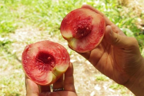 初心者 桃の栽培 育て方のコツ 剪定 摘果 病害虫対策など 簡単 家庭菜園の始め方と初心者におすすめグッズ