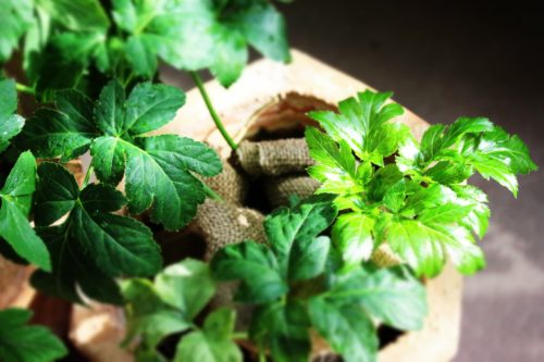 初心者 あしたば 明日葉 の栽培 育て方のコツ 植え付け 冬越し 収穫など 簡単 家庭菜園の始め方と初心者におすすめグッズ