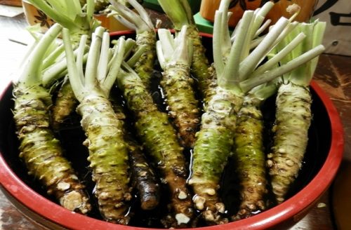 初心者 わさびの栽培 育て方 追肥 摘花 病害虫対策など 簡単 家庭菜園の始め方と初心者におすすめグッズ