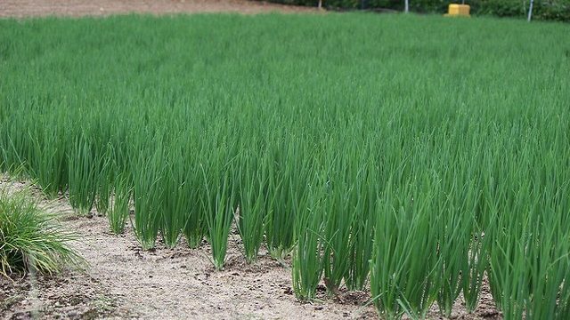 初心者 あしたば 明日葉 の栽培 育て方のコツ 植え付け 冬越し