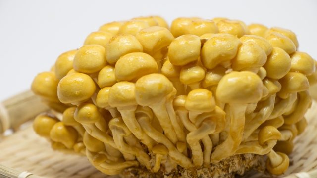 初心者 枝豆の栽培 育て方のコツ 支柱 摘心 水やり 失敗しない害虫対策 簡単 家庭菜園の始め方と初心者におすすめグッズ 初心者 枝豆の栽培 育て方のコツ 支柱 摘心 水やり 失敗しない害虫対策 簡単 家庭菜園の始め方と初心者におすすめグッズ