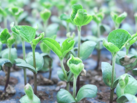 初心者 大豆の栽培 育て方のコツ 肥料や摘心について 簡単 家庭菜園の始め方と初心者におすすめグッズ