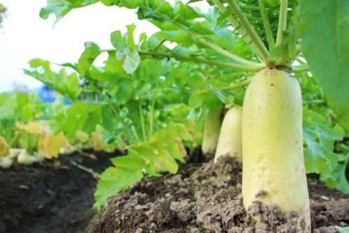 9月に植える野菜 月別リンク集 簡単 家庭菜園の始め方と初心者におすすめグッズ