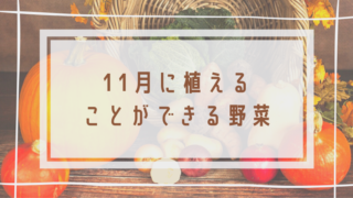 1月に植える野菜 月別リンク集 簡単 家庭菜園の始め方と初心者におすすめグッズ