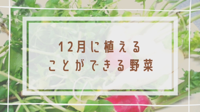 11月に植える野菜 月別リンク集 簡単 家庭菜園の始め方と初心者におすすめグッズ