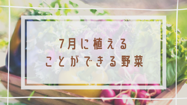 家庭菜園の虫除けスプレーの作り方 簡単 簡単 家庭菜園の始め方と初心者におすすめグッズ 家庭菜園の虫除けスプレーの作り方 簡単 簡単 家庭菜園の始め方と初心者におすすめグッズ
